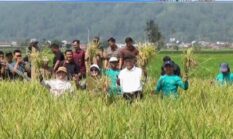 Wawako Azhar Hamzah Hadiri Tanam Perdana Padi Teknologi PM AAS di Sungai Penuh, Dorong Modernisasi Pertanian