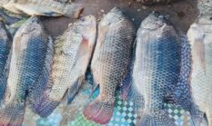 Hati-Hati Konsumsi 3 Jenis Ikan Yang Sangat Disukai Warga Indonesia