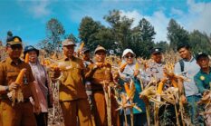Wawako Azhar Panen Jagung Bersama BUMDes Sungai Ning