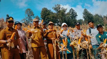 Wakil Walikota Sungai Penuh Azhar Hamzah Panen Jagung Bersama BUMDes Sungai Ning