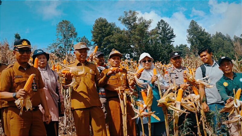 Wakil Walikota Sungai Penuh Azhar Hamzah Panen Jagung Bersama BUMDes Sungai Ning