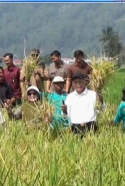 Wawako Azhar Hamzah Hadiri Tanam Perdana Padi Teknologi PM AAS di Sungai Penuh, Dorong Modernisasi Pertanian